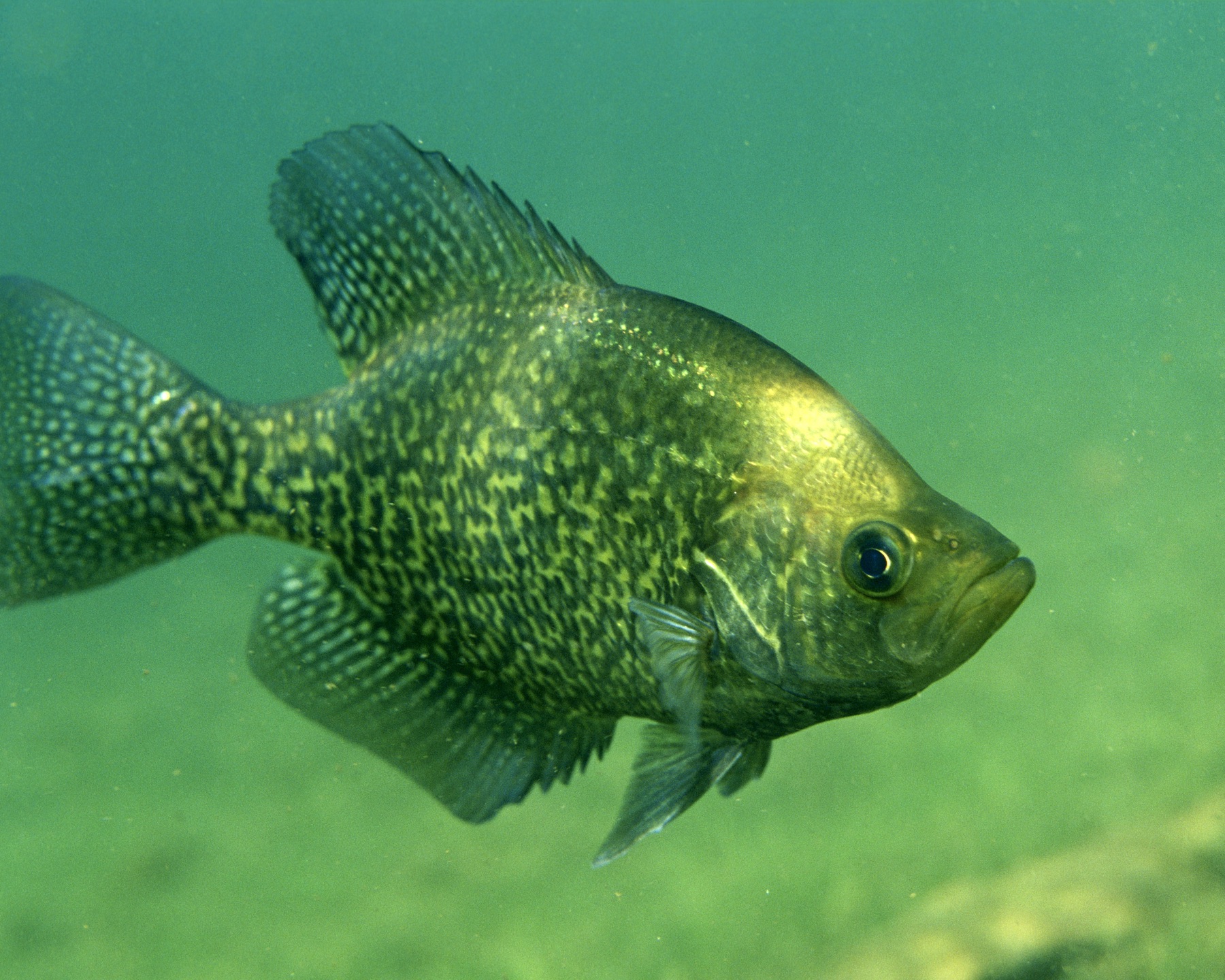 Black crappie underwater