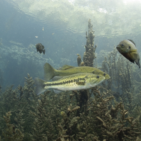 Largemouth bass underwater
