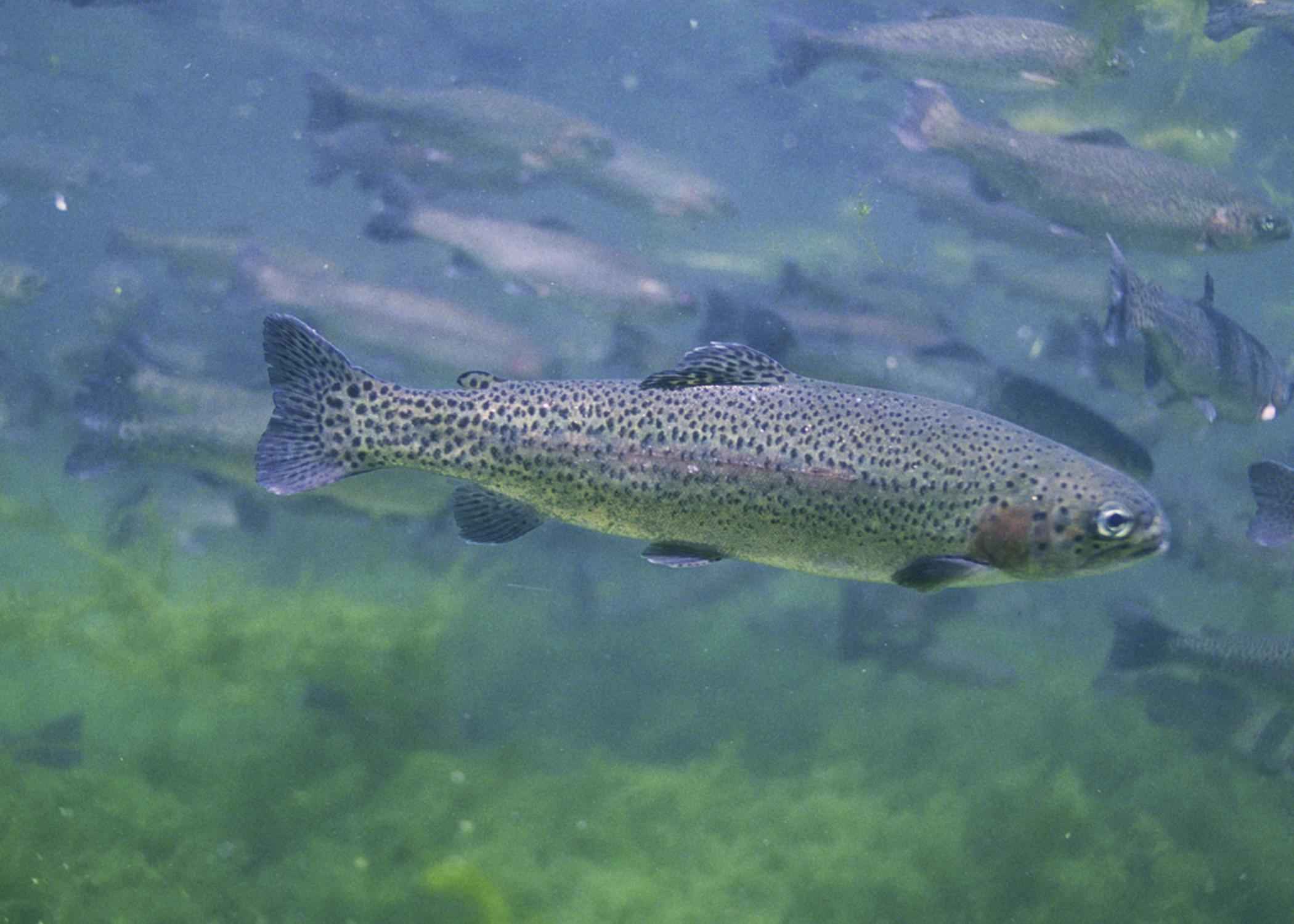 Rainbow trout underwater