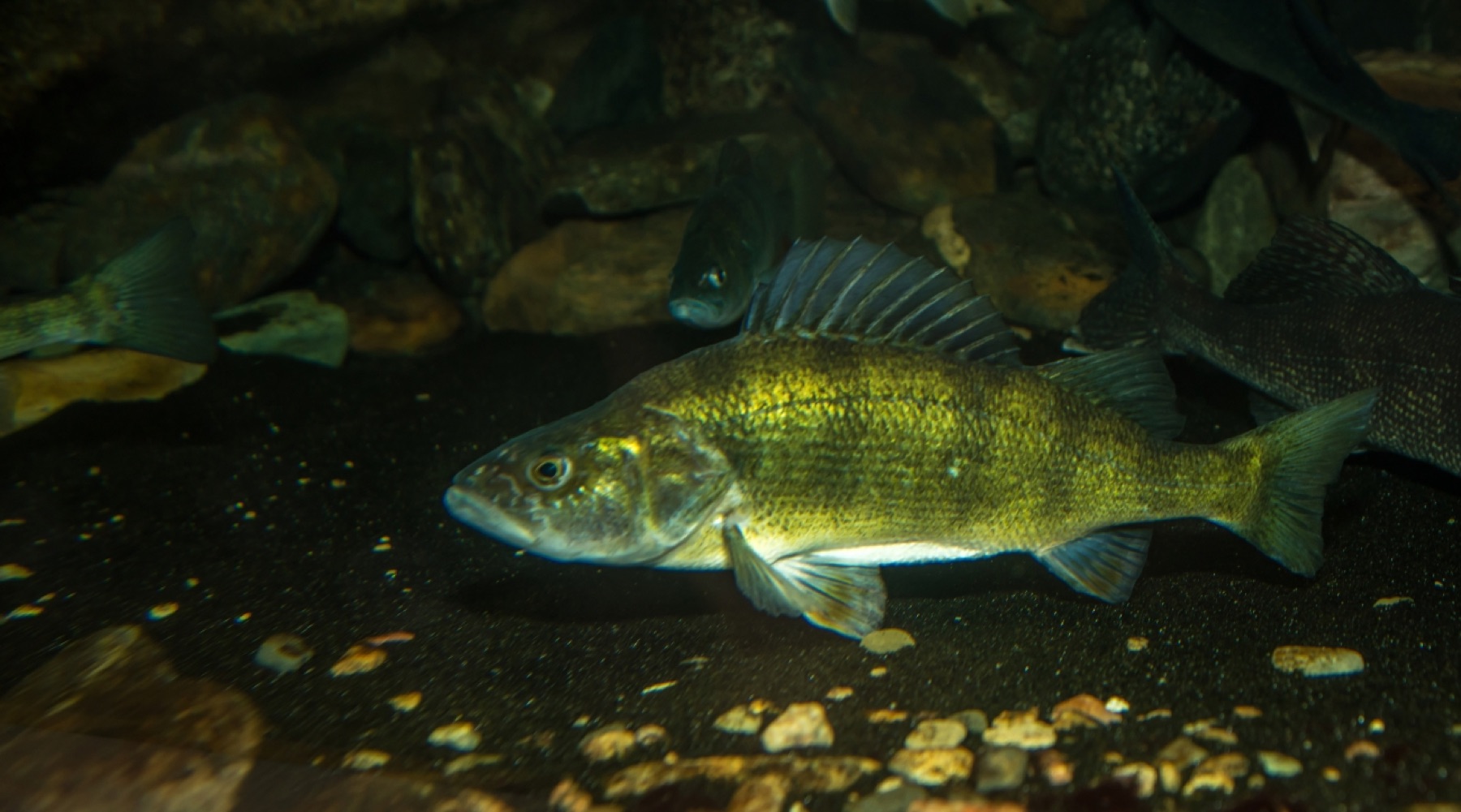Yellow perch underwater